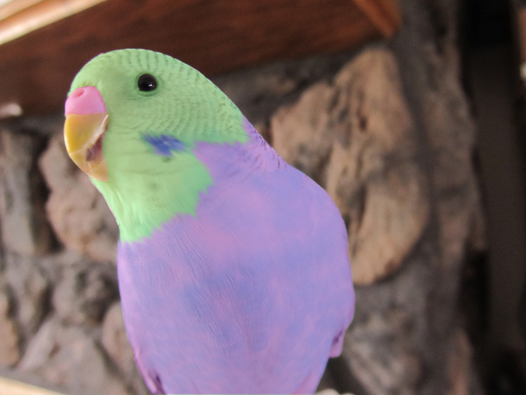 parakeet budgie colors